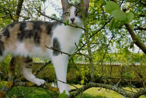 Alerta desaparecimento Gato Fêmea , 9 anos Neuvicq-le-Château France