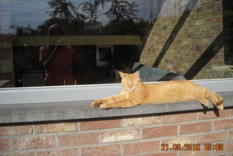 Alerta desaparecimento Gato Macho , 8 anos Liège Belgium