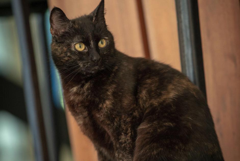 Alerta desaparecimento Gato Fêmea , 8 anos Fouesnant France