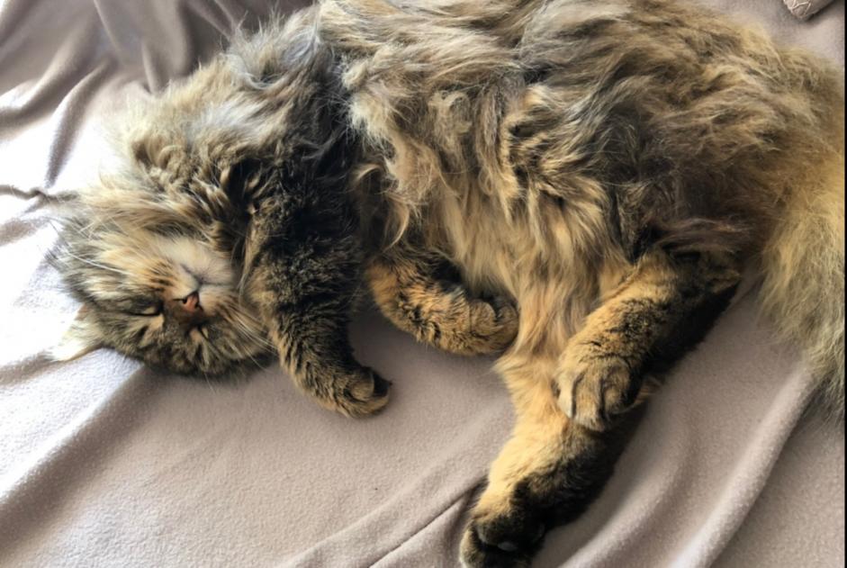 Alerta desaparecimento Gato cruzamento Macho , 8 anos Versoix Switzerland