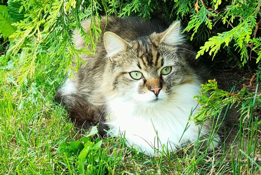 Alerta desaparecimento Gato cruzamento Macho , 2 anos Moutier Switzerland