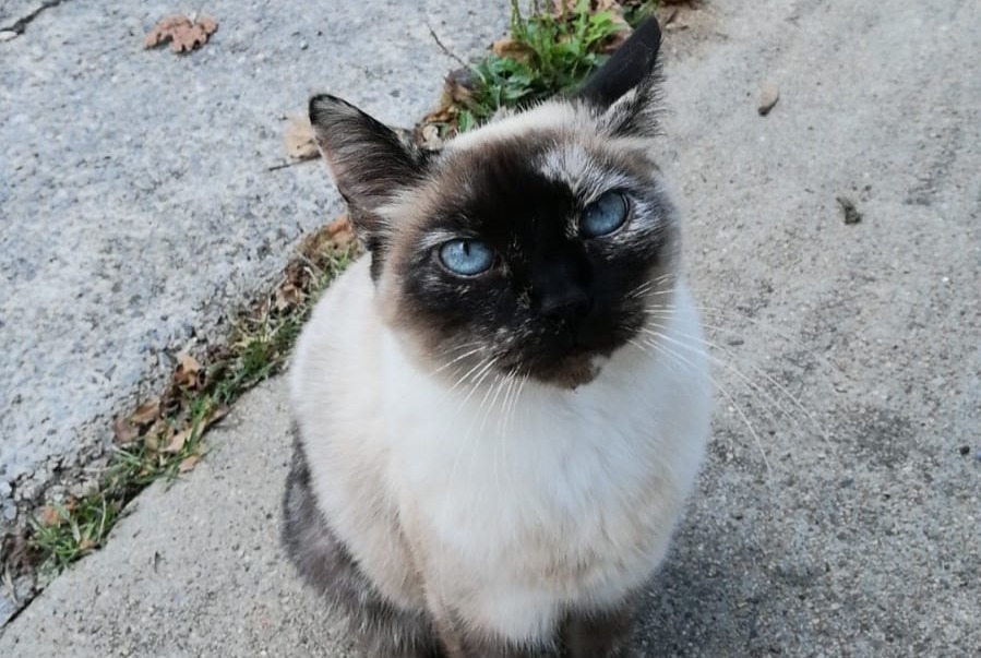 Alerta desaparecimento Gato  Fêmea , 12 anos Hélette France