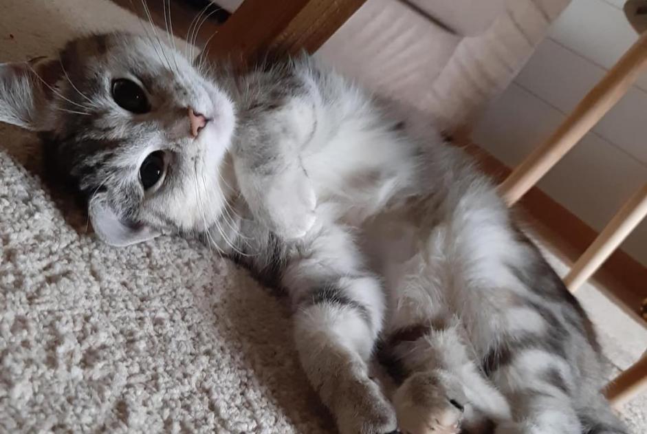 Alerta desaparecimento Gato Fêmea , 5 anos Estaimpuis Belgium