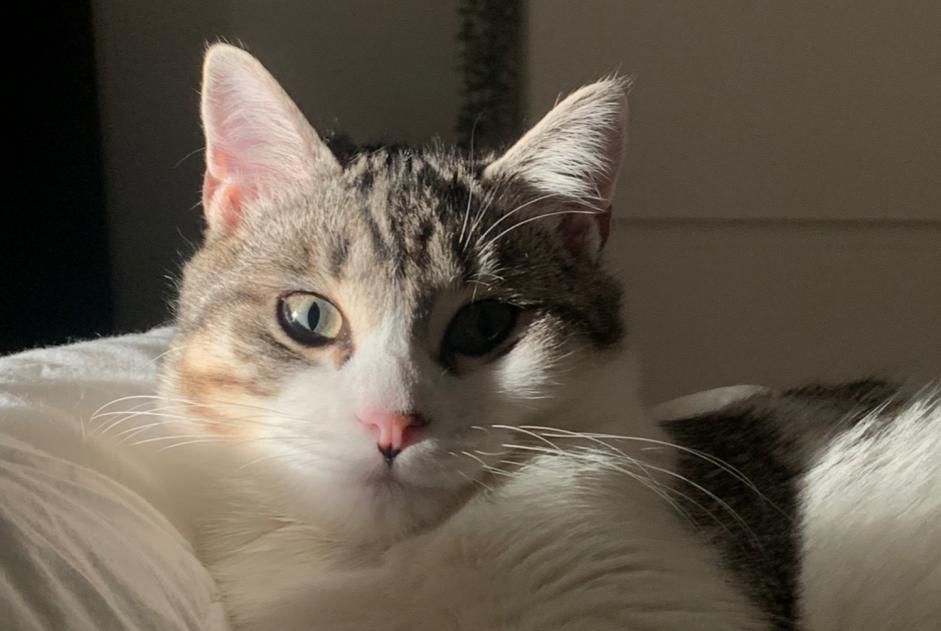 Alerta desaparecimento Gato Fêmea , 2 anos Parigné France