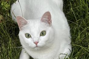 Alerta desaparecimento Gato Fêmea , 2 anos Tremblay-en-France France
