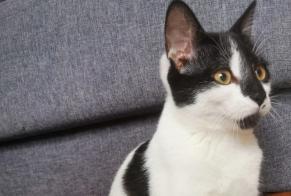 Alerta desaparecimento Gato Fêmea , 1 anos Chessy France