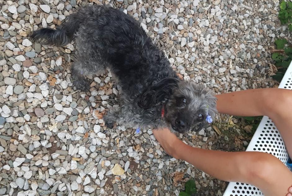 Alerta desaparecimento Cão cruzamento Macho , 14 anos Sète France