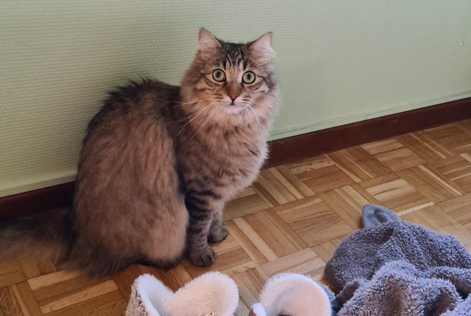 Alerta desaparecimento Gato Macho , 3 anos Colomiers France