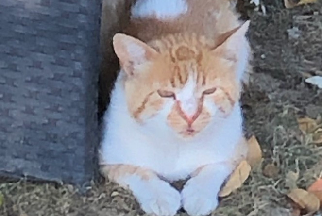 Alerta desaparecimento Gato Macho , 3 anos Saint-Priest France