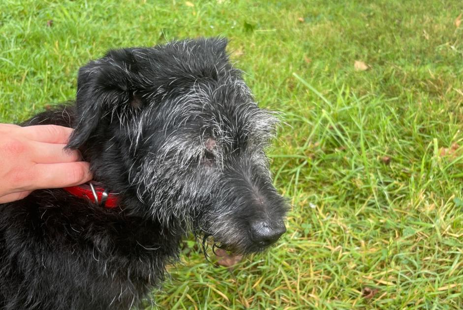 Alerta descoberta Cão Macho Questembert France