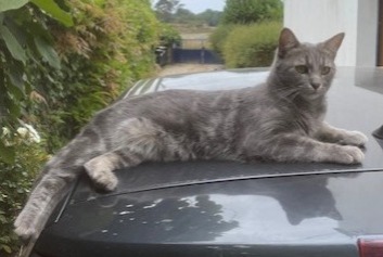 Alerta desaparecimento Gato cruzamento Macho , 1 anos Belz France