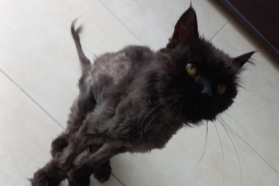 Alerta descoberta Gato Macho , 10 anos Lailly-en-Val France