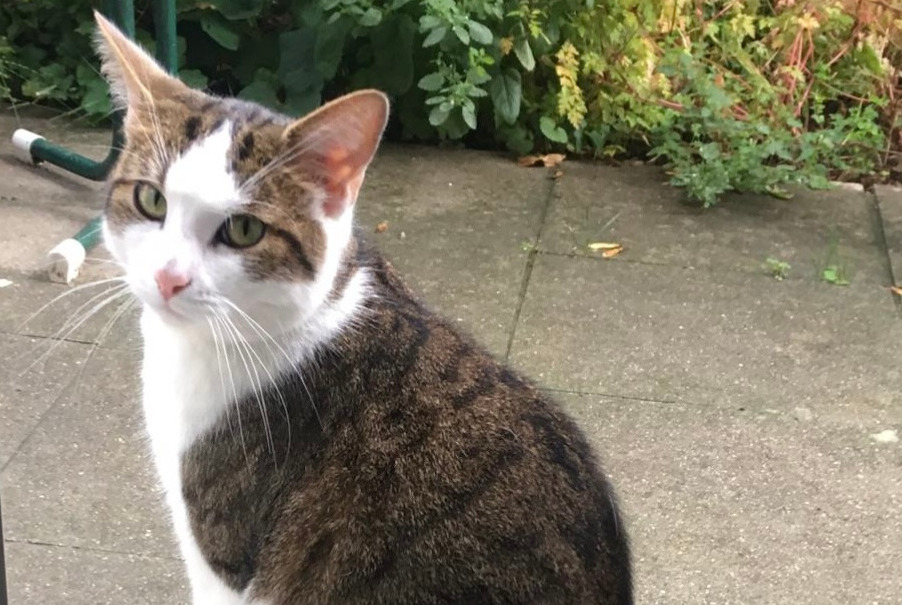 Alerta desaparecimento Gato cruzamento Macho , 7 anos Bern Switzerland