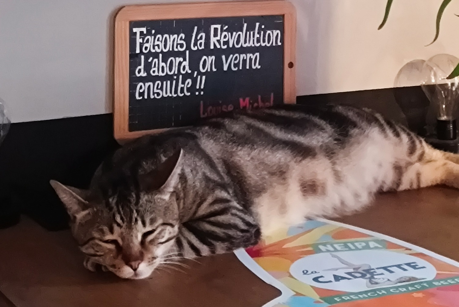 Alerta desaparecimento Gato Macho , 2 anos Albertville France