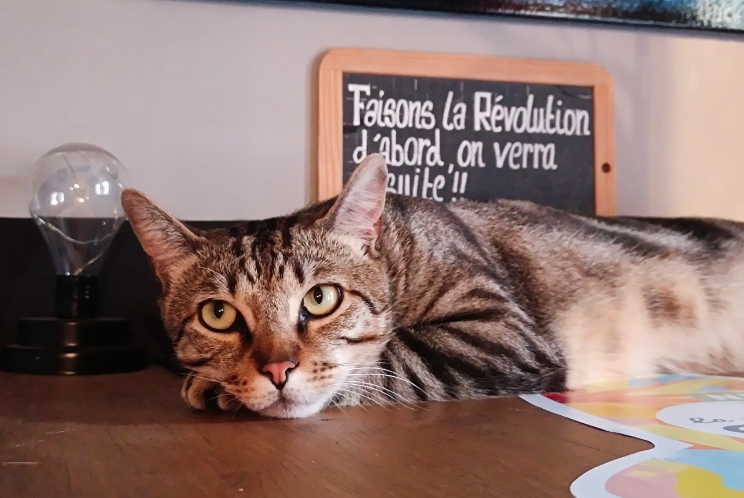 Alerta desaparecimento Gato Macho , 2 anos Albertville France