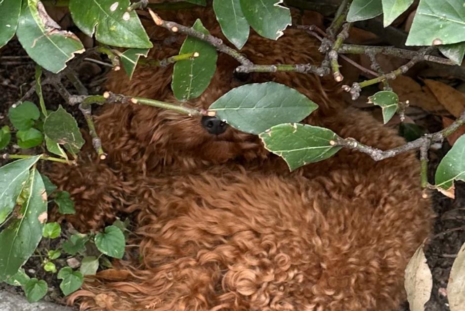 Alerta descoberta Cão  Fêmea , 2 anos Lugano Switzerland