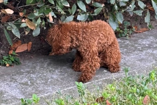 Alerta descoberta Cão  Fêmea , 2 anos Lugano Switzerland