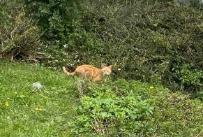 Alerta descoberta Gato Desconhecido Val-de-Ruz Switzerland