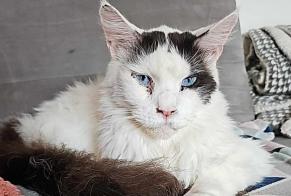 Alerta desaparecimento Gato  Macho , 2 anos Tintigny Belgium