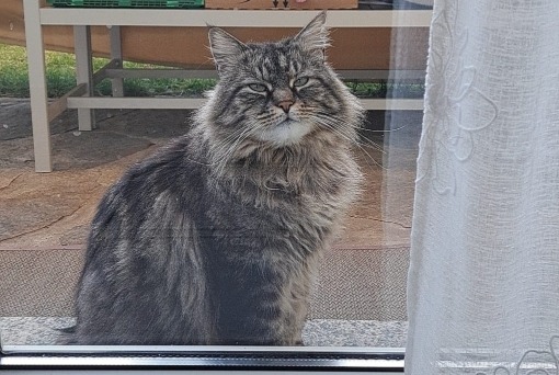 Alerta desaparecimento Gato Macho , 6 anos Saint-Léonard Switzerland