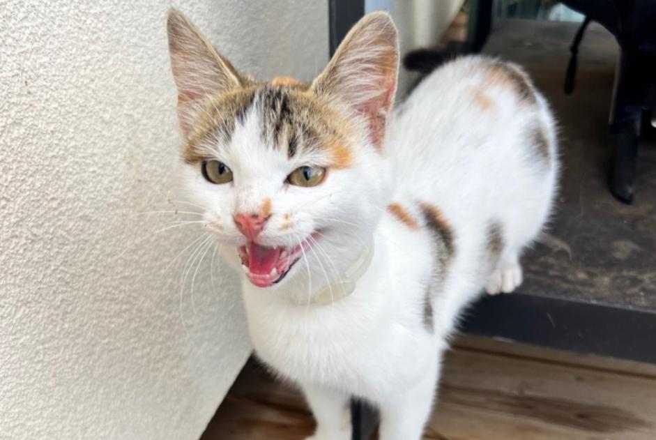 Alerta descoberta Gato Fêmea Polignac France