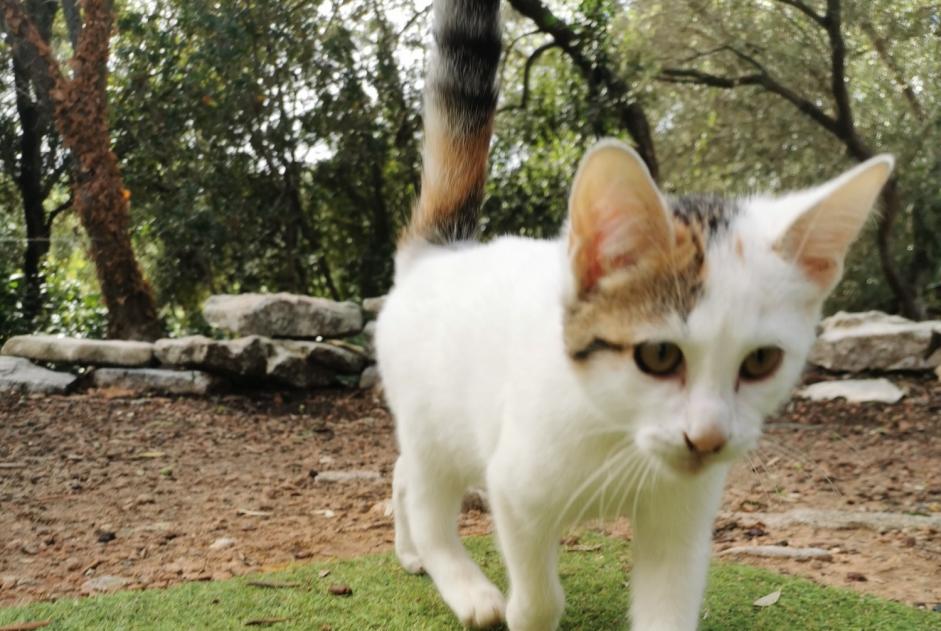 Alerta descoberta Gato Fêmea Bonifacio France