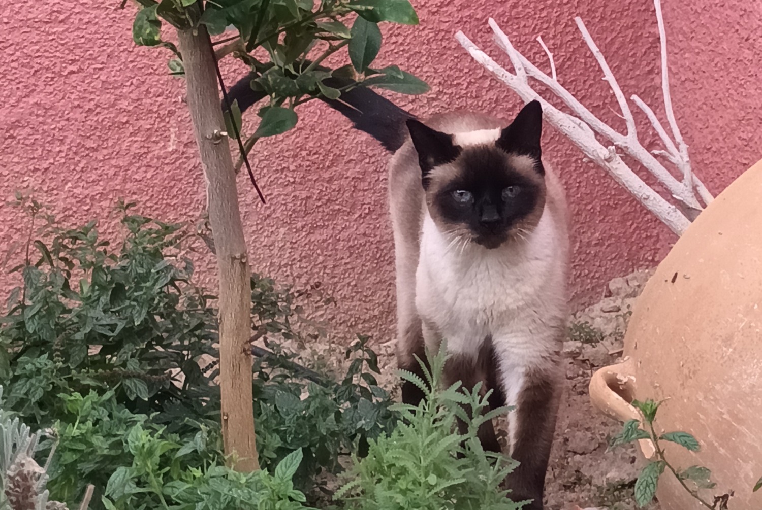 Alerta desaparecimento Gato  Macho , 10 anos El Cortijo Grande Spain