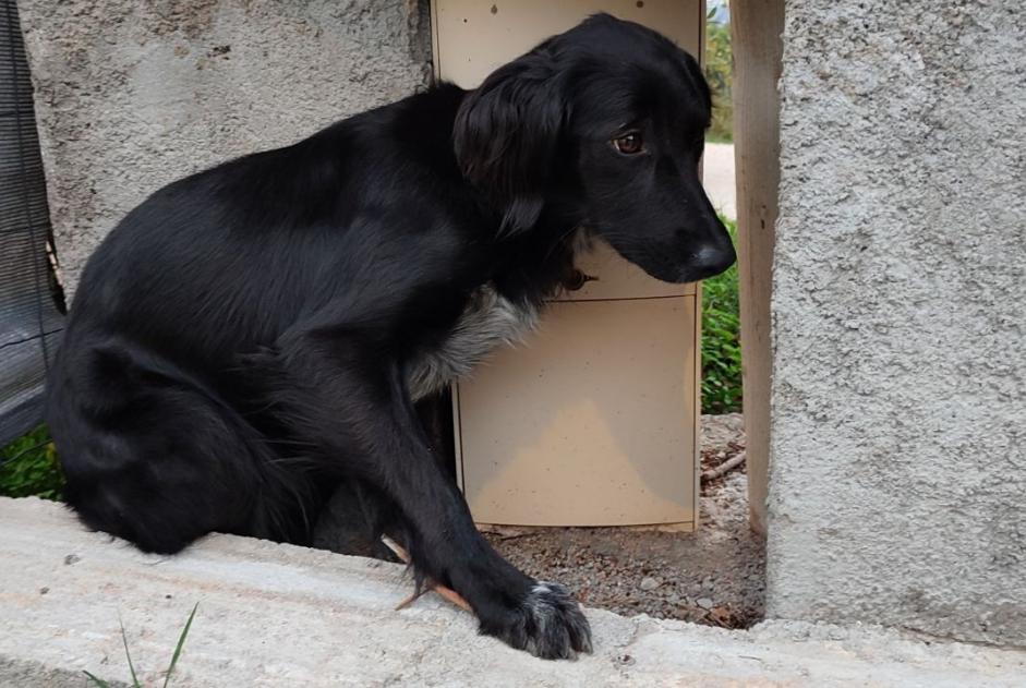 Alerta descoberta Cão Fêmea Cuttoli-Corticchiato France