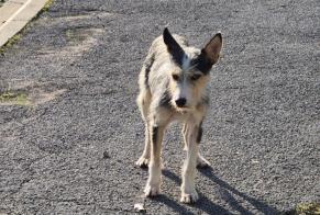 Alerta descoberta Cão cruzamento Desconhecido Cazouls-lès-Béziers France