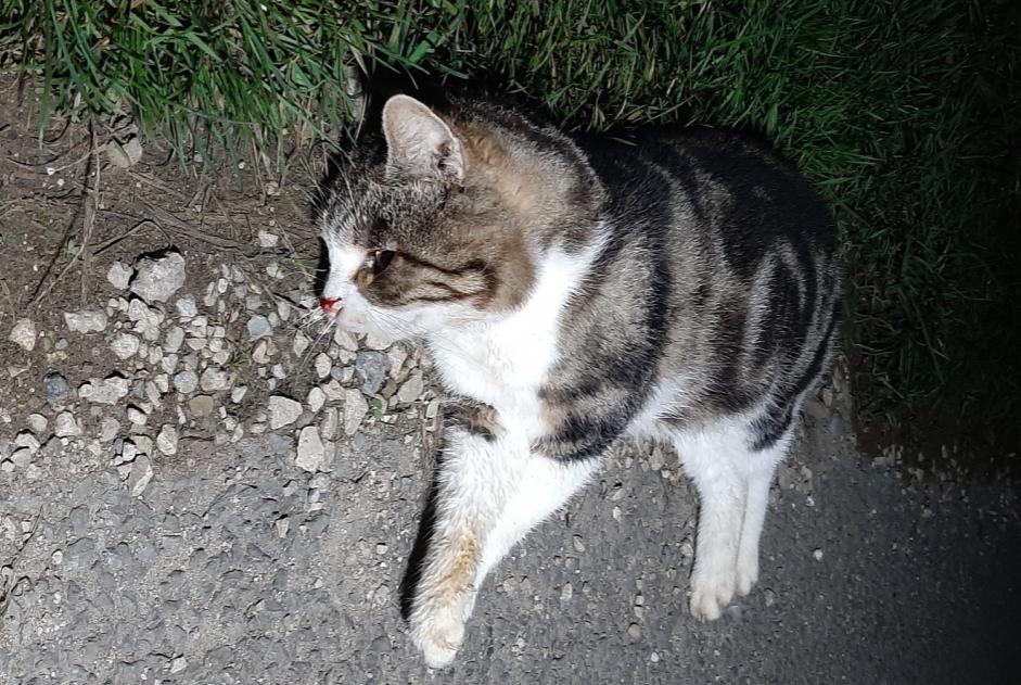 Alerta descoberta Gato cruzamento Desconhecido Baulmes Switzerland