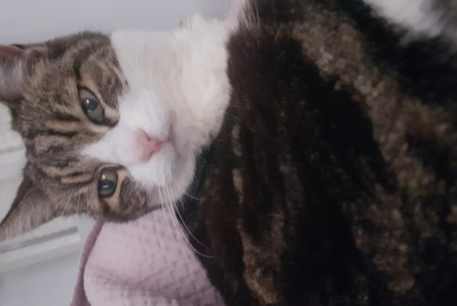 Alerta desaparecimento Gato cruzamento Fêmea , 24 anos Villefranche-sur-Mer France