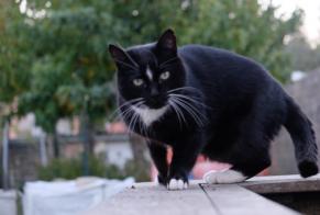 Alerta desaparecimento Gato Macho , 10 anos Saint-Laurent-de-la-Prée France