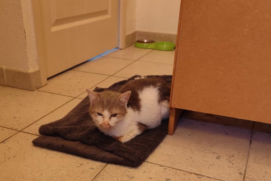 Alerta descoberta Gato  Fêmea Nîmes France