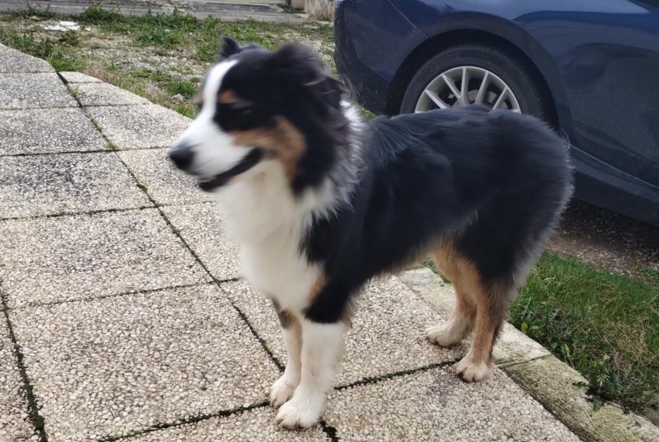 Alerta descoberta Cão  Desconhecido Blainville-sur-Orne France