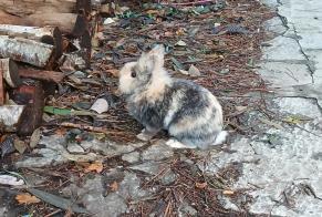 Alerta descoberta Coelho Desconhecido Lucciana France