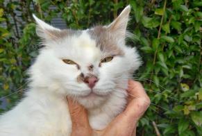 Alerta descoberta Gato Desconhecido Saint-Julien-de-Lampon France