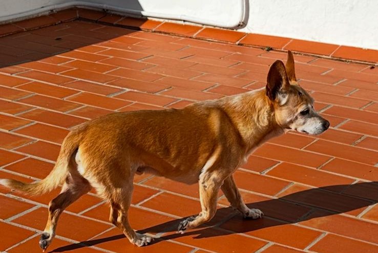 Alerta descoberta Cão cruzamento Macho Can Furnet Spain