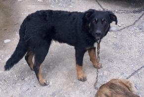 Alerta desaparecimento Cão cruzamento Macho , 1 anos Châteauroux-les-Alpes France