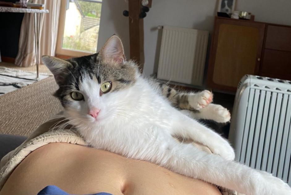 Alerta desaparecimento Gato Macho , 3 anos Ploubazlanec France