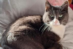 Alerta desaparecimento Gato Fêmea , 8 anos Bures-sur-Yvette France