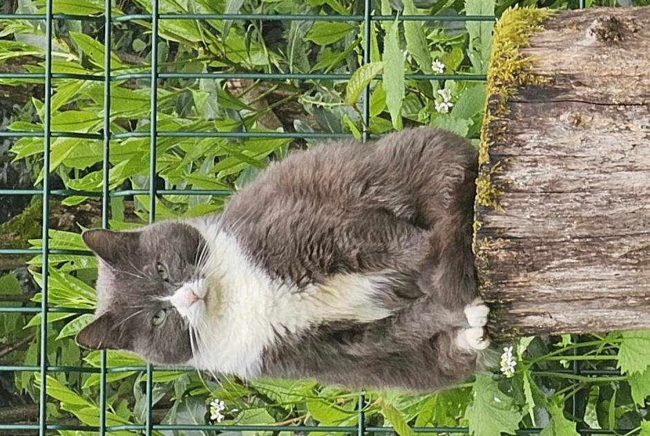 Alerta desaparecimento Gato Fêmea , 8 anos Bures-sur-Yvette France