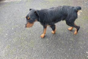 Alerta descoberta Cão Desconhecido Beyrie-en-Béarn France