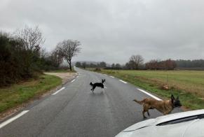 Alerta descoberta Cão  Fêmea Néoules France