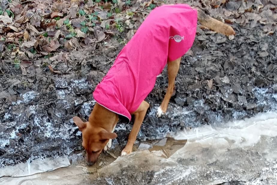 Alerta desaparecimento Cão cruzamento Fêmea , 2 anos Houdemont France