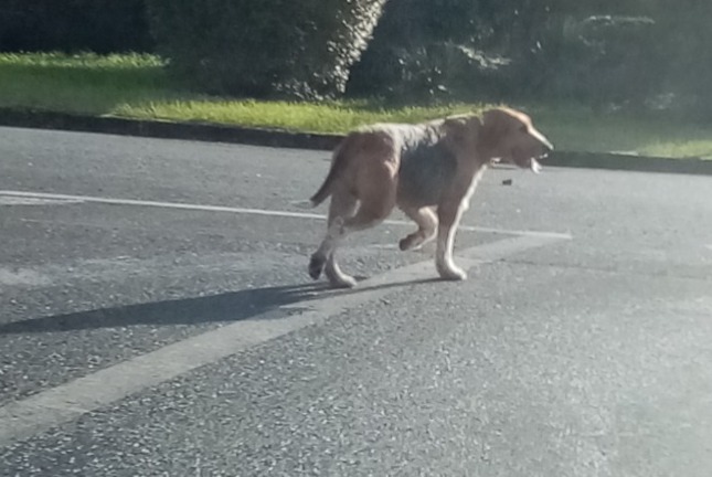 Alerta descoberta Cão cruzamento Desconhecido Lussac-les-Châteaux France