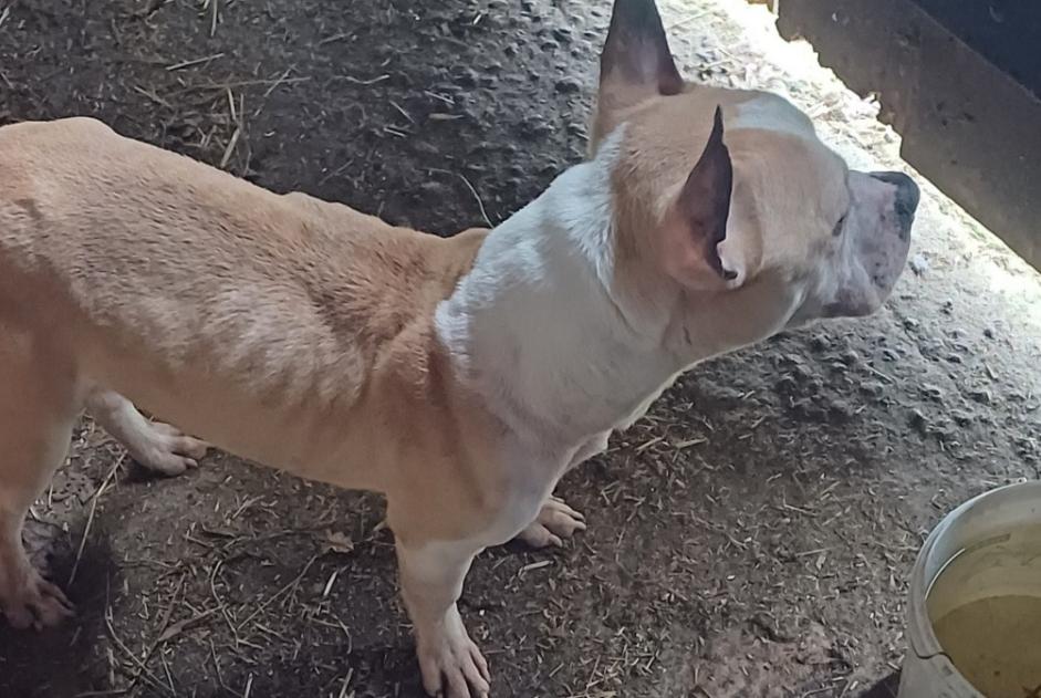 Alerta descoberta Cão  Macho Montigné les Rairies France