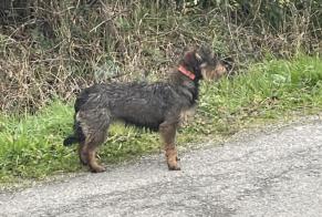 Alerta descoberta Cão  Desconhecido Chaumes-en-Retz France