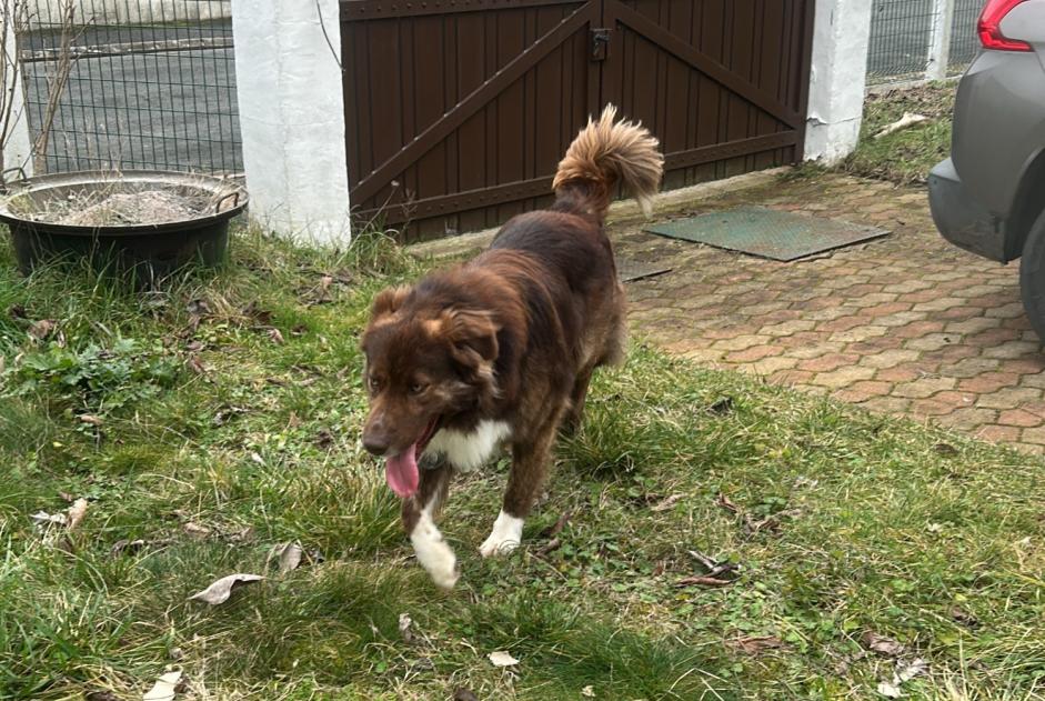 Alerta descoberta Cão Desconhecido Saint-Martin-le-Beau France