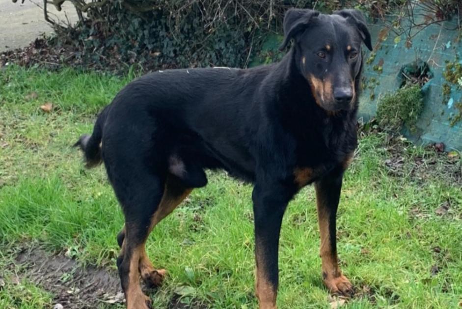 Alerta descoberta Cão  Macho , 4 anos Pleslin-Trigavou France