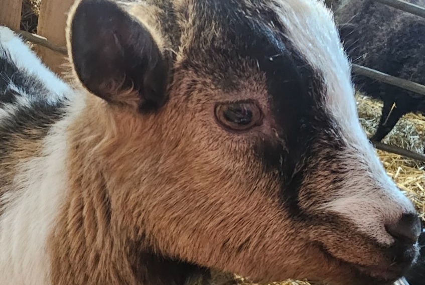 Alerta desaparecimento Cabra Macho , 2025 anos Camarès France